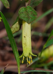 Correa reflexa lobata