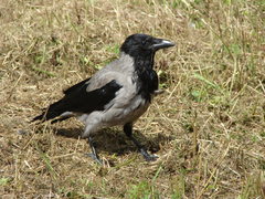Corvus cornix