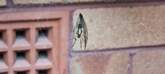 Phonognatha