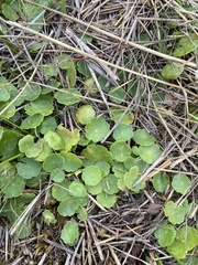 Hydrocotyle vulgaris