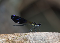 Aristocypha fenestrella