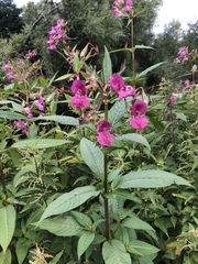 Impatiens glandulifera