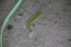 Whitmania edentula