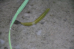 Whitmania edentula