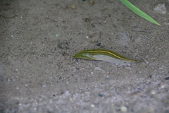 Whitmania edentula