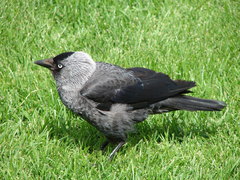 Corvus monedula