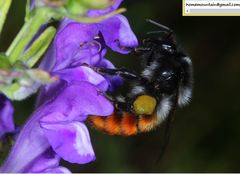 Bombus pyrosoma