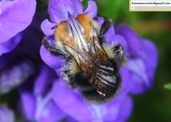 Bombus consobrinus