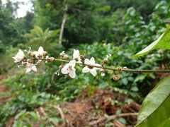 Neuropeltis acuminata