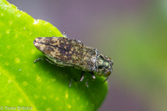 Agrilus occipitalis