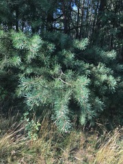 Pinus sylvestris