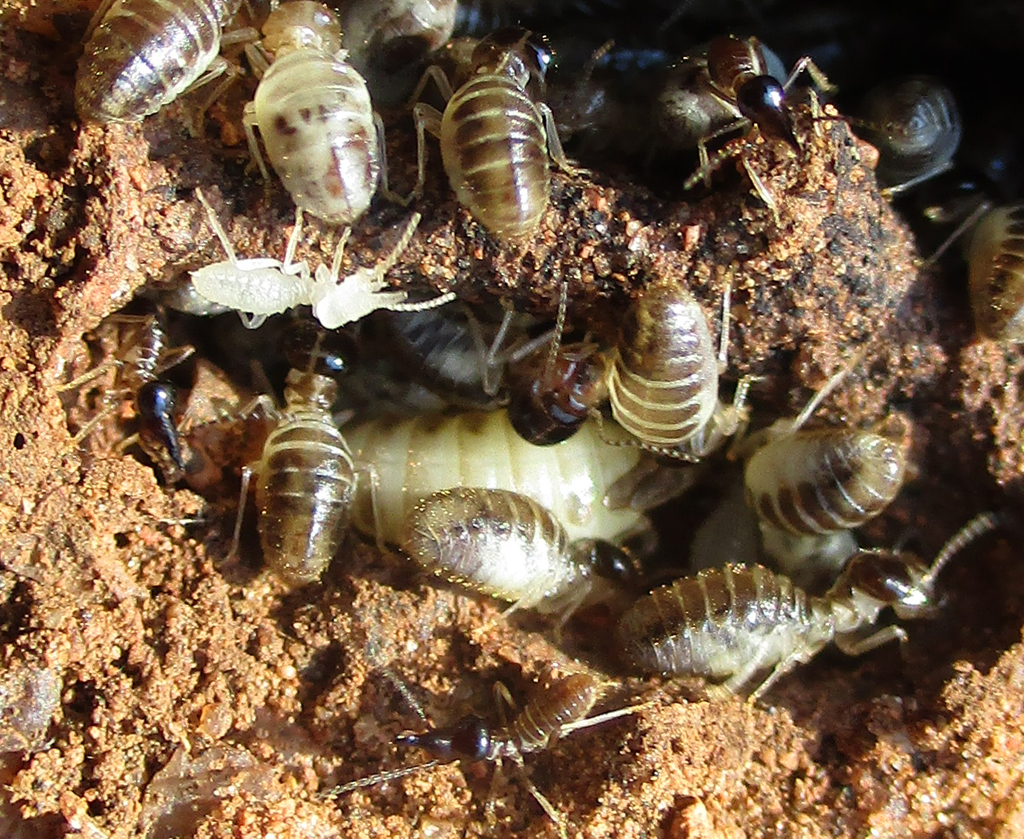 Frail Nasute Termite