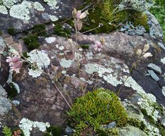 Silene turgida