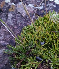 Silene turgida
