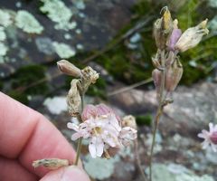 Silene turgida