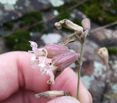 Silene turgida
