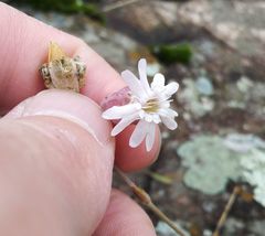 Silene turgida