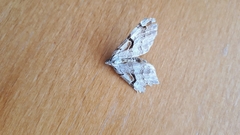 Aplocera praeformata