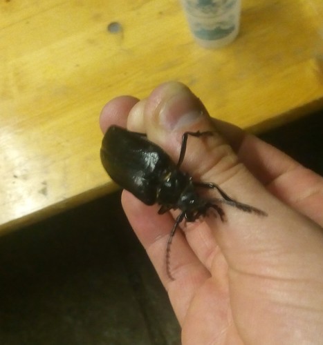 Prionus coriarius