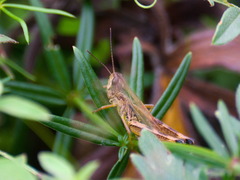 Chorthippus fallax fallax