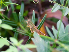 Chorthippus fallax fallax