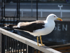 Larus fuscus