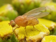 Sapromyzosoma quadripunctata