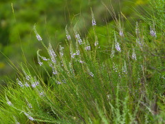 Veronica pinnata