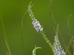 Veronica pinnata