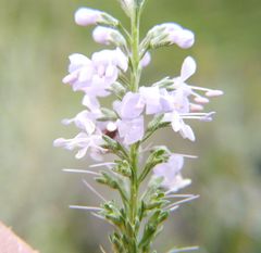 Veronica pinnata