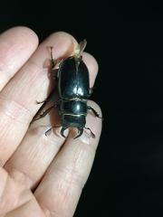 Lucanus barbarossa