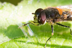 Melangyna labiatarum