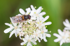 Melangyna labiatarum