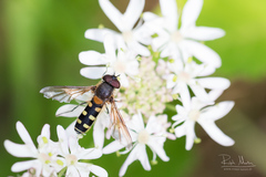 Melangyna labiatarum