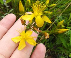 Hypericum elegans