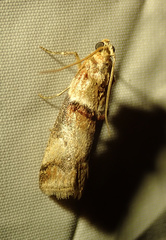Acrobasis tumidana
