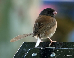 Junco hyemalis