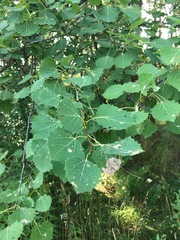 Populus tremula