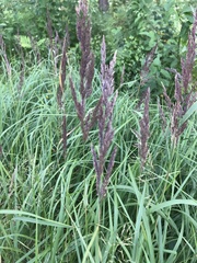Calamagrostis epigejos