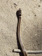 Psammophis angolensis