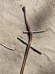 Psammophis angolensis