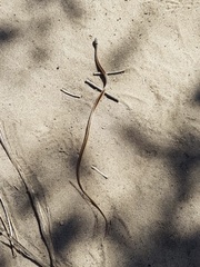 Psammophis angolensis