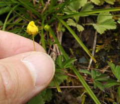 Potentilla flagellaris