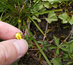 Potentilla flagellaris