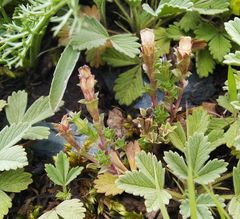 Gentiana squarrosa