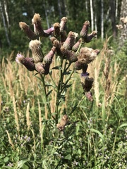 Cirsium arvense