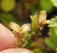 Gentiana squarrosa