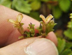Gentiana squarrosa