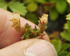 Gentiana squarrosa