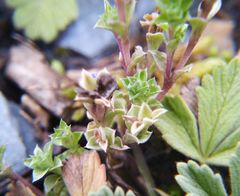 Gentiana squarrosa